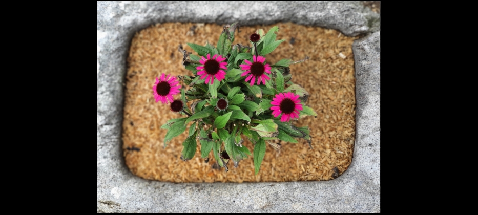 Sonnenhut-Blumen im Steingrander